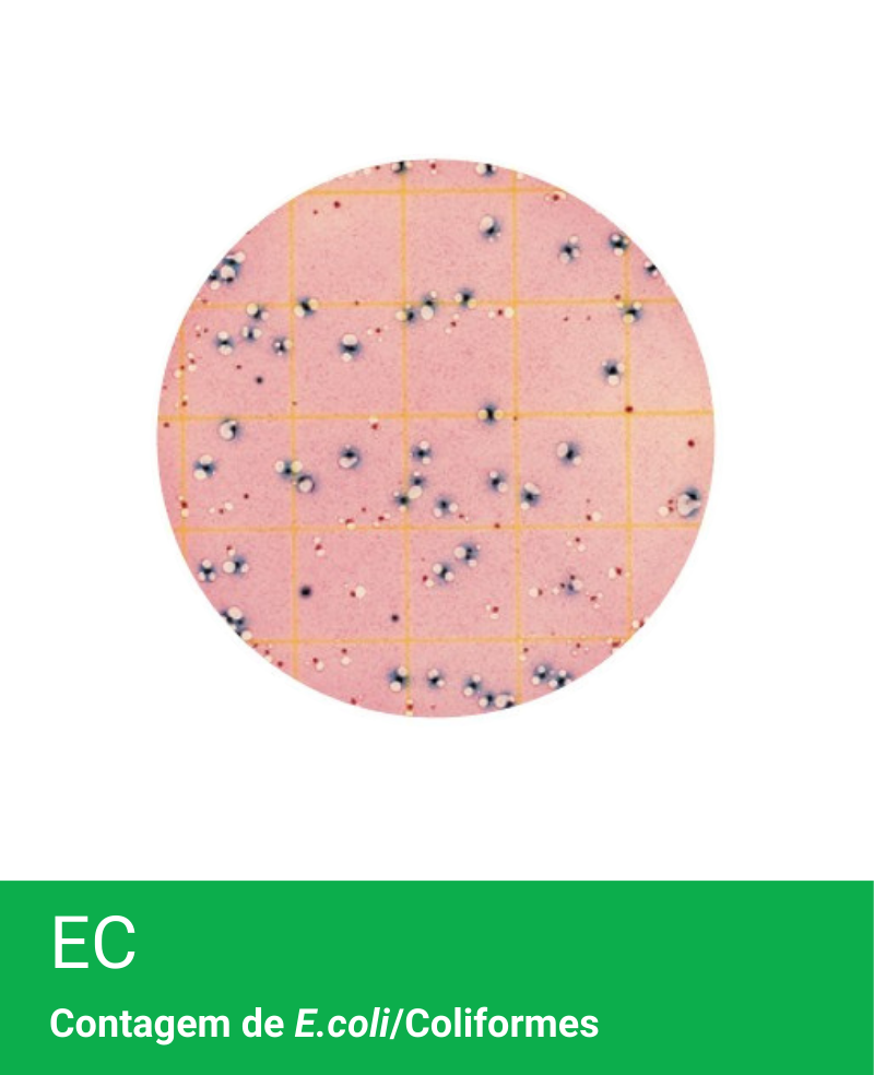 Placa Neogen Petrifilm EC E.coli/Coliformes