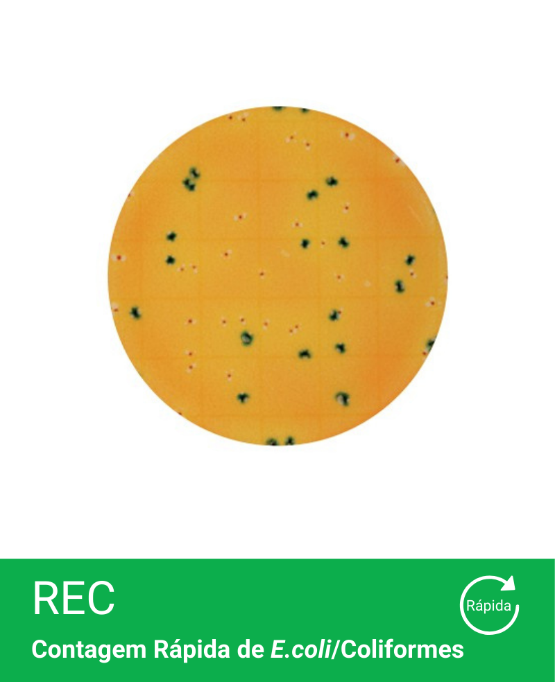Placa Neogen Petrifilm REC Rapida E.coli/Coliformes